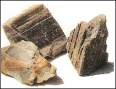 Petrified Wood