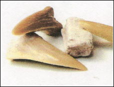 Shark Teeth